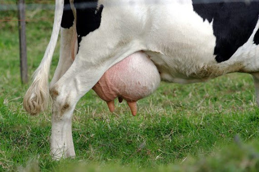 ورم پستانی گاو ورم پستانی گاو