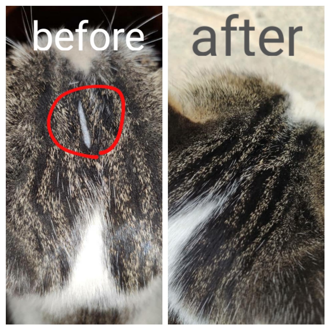 اثر اسپری بوراز در ترمیم زخم و رویش مو در یک کیس گربه